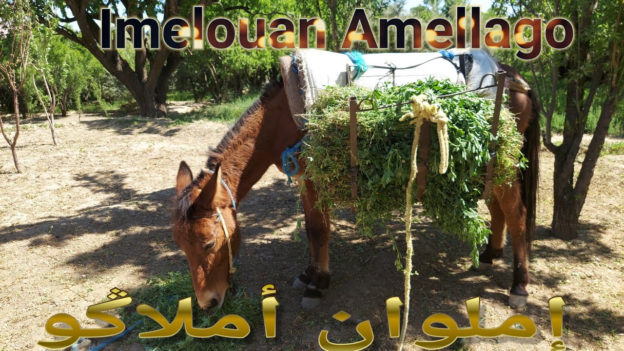 imelouan amellago إملوان أملاكو