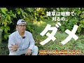 【必見】雑草は地際で刈っちゃダメな本当の理由！高刈りの6つの利点！草刈りの高さで，雑草の種類が変わるし，害虫が減る【草刈り】