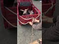 Most people don’t understand the double anchor point professional trailer rescue knot. Knot for