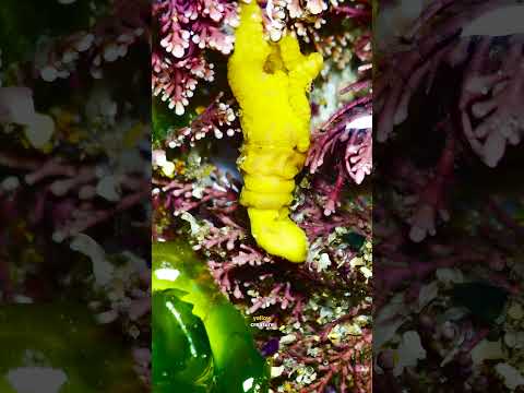 SIX weird microscopic