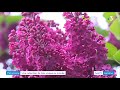 Grande collection de lilas au jardin botanique de nancy