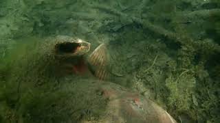 Fische schauen im Waidsee