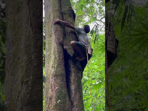 Video: Apakah babon memanjat pohon?