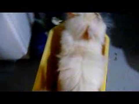 Persian Cat Urinary Blockage - YouTube