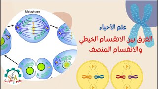 مالفرق بين الانقسام الخيطي والانقسام الاختزالي-علوم بالعربية