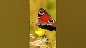 Surah Quraish |  سورة قريش
