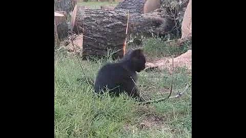 Watch the video about Hilarious black Norwegian forest cat kitten playing with stick