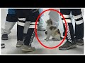 「お願い、助けて・・・。」突然病院に駆け込んできた猫。その目的に世界から驚きと絶賛の声が沸いた。【学ぶべき話】