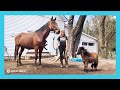 LIVE: Teaspoon meets a full-sized horse!