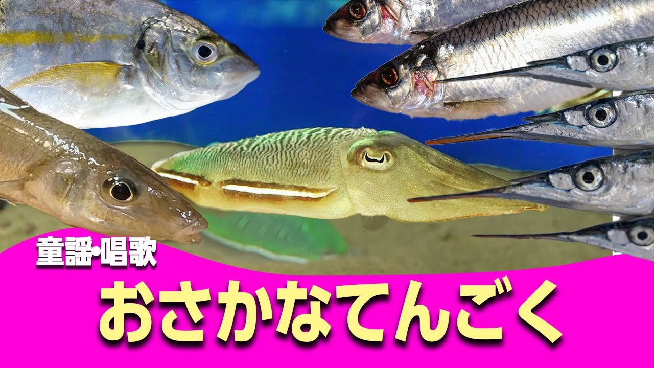 かさかなさかなさ おさかな天国♪【童謡・唱歌・うた】 好きだとイワシて サヨリちゃん