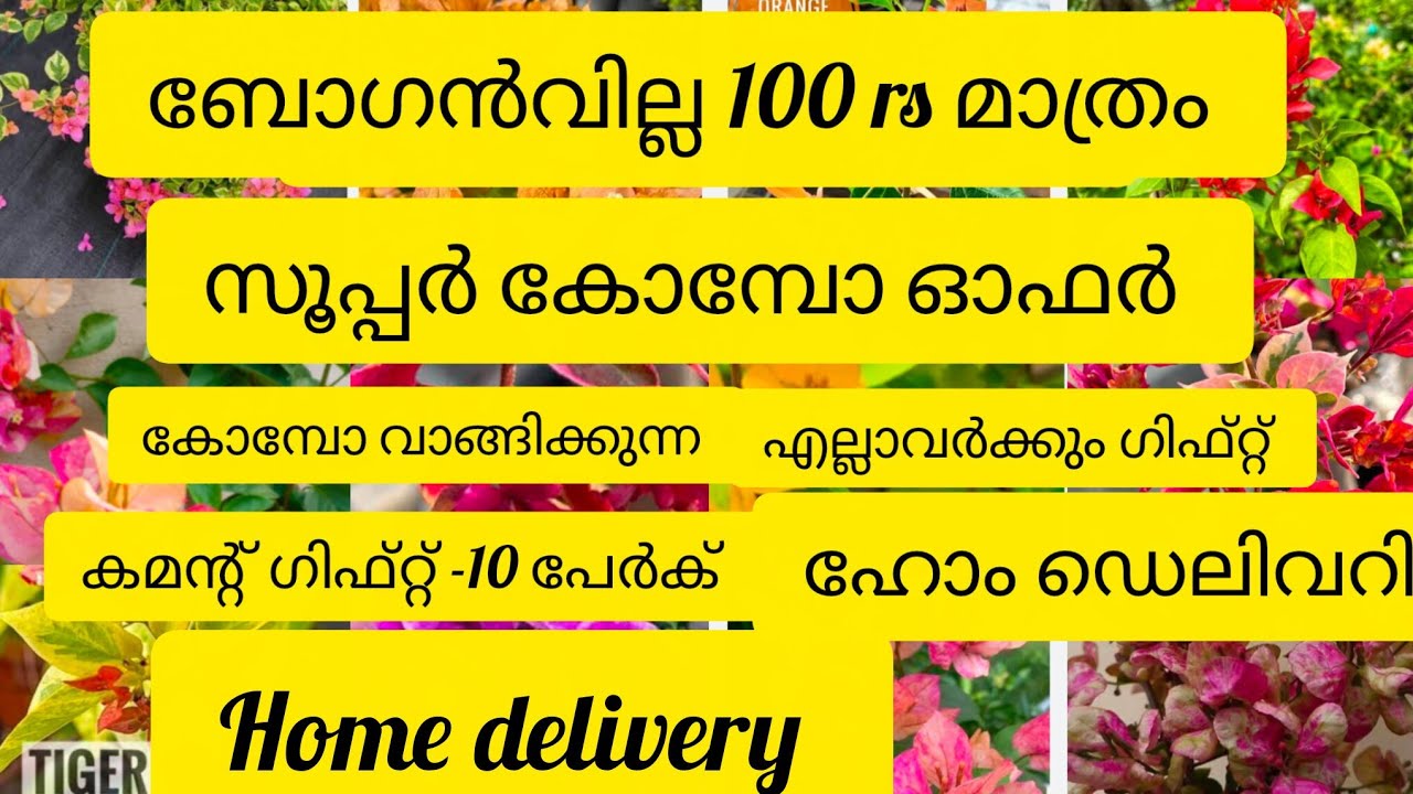 100 രൂപ മുതൽ ബോഗൻവില്ല വാങ്ങിക്കാം 9947117792 what's app location Ernakulam Puthencruz 