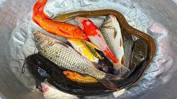 Kem Chanel lái công nông bắt cá trong chum có cá chép, vàng, cá trê, cá koi, cua ẩn sỹ, con rùa