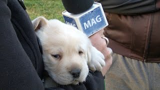 Najveći bucko medju bebama labradorima