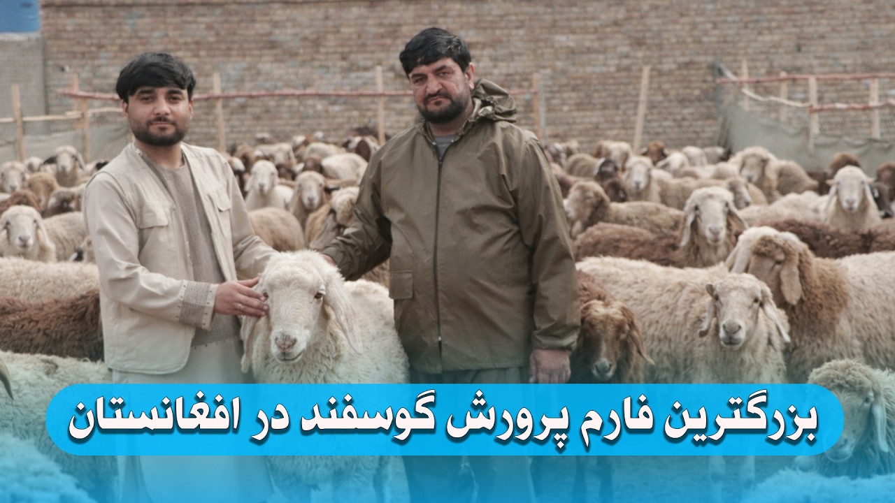 گزارش ویژه از بزرگترین فارم پرورش گوسفند در کابل