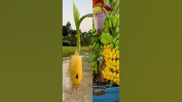 Simple way to growing Banana plant | Fast rooting method in this video  #viral #greenplant
