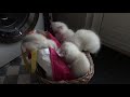 Floppycatnl ragdoll kittens 9 weken