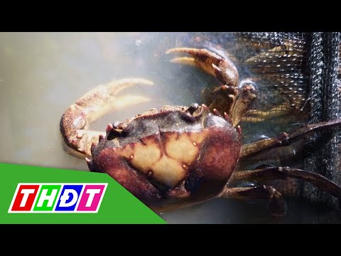 Video Đồng Tháp: Triển khai mô hình nuôi cua đồng trên ruộng... - youtube