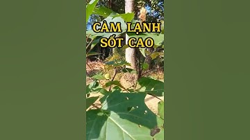 Công dụng cà độc dược #shorts