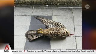 Information Singapore's dead bird hotline received record 650 reports last year News