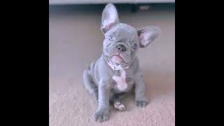 Como logras el LILLAC en el French Bulldog