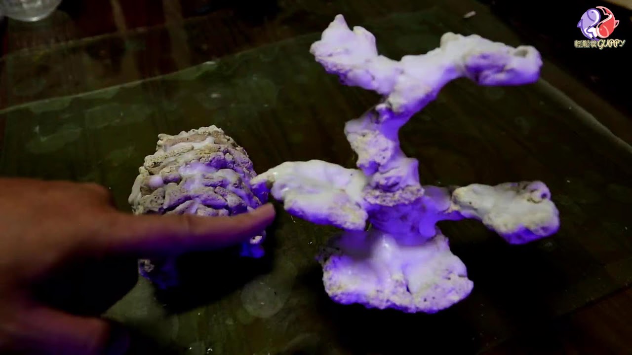 水族真的毒到了換完水後珊瑚變調 黏小丑窩 Youtube 水族真的毒到了換完水後珊瑚變調 黏小丑窩 Youtube