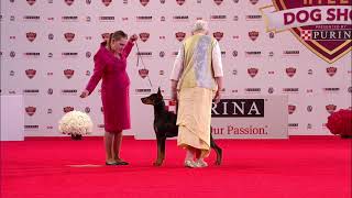 Beverly Hills Dog Show Doberman Pinscher, 2018 Working Group   NBC Sports