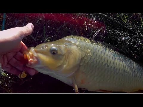 თევზაობა დებედას ტბაზე 2018