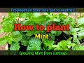easy way to grow mint at home | creative and smart, tips for growing mint