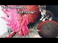 Лечим Петю. Пытаемся увеличить яйценоскость. На даче новый питомец.