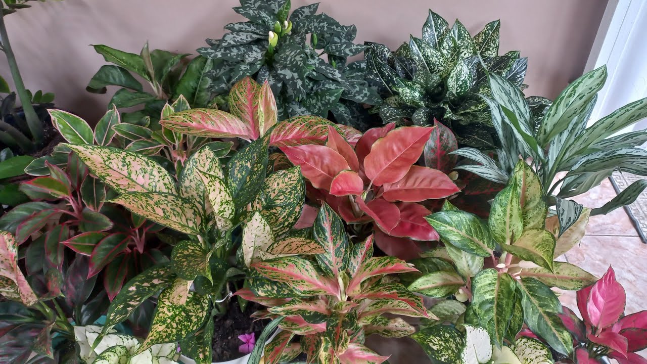 Minha coleção de Aglaonemas.  24 na coleção.  Plantas de sombra. 