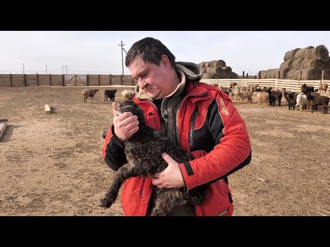 видео: Племенное хозяйство «Эдильбай»