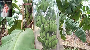 Biện pháp bảo vệ buồng chuối tết | Cách chăm sóc cây chuối tiêu hồng