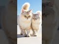 Cat Dubidubidu Cute Shortsfeed Catvideos Catlover Bilibili Cat Dubidubidu Cute Shortsfeed Catvideos Catlover Bilibili