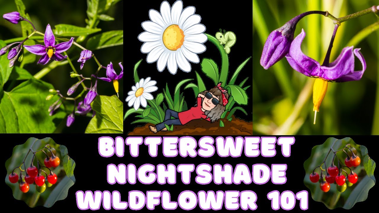 Bittersweet Nightshade - Solanum dulcamara - Wildflower 101 Episode 65