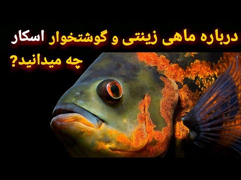 تصویری: ماهی طوطی آکواریومی