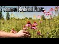 5 Common Medicinal Plants and Herbs YOU CAN FORAGE!!