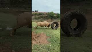 Buffalo Playing With A Big Scrap Tyre !