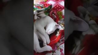 Ko Kuchh Jyada Hi Thand Lag Raha Hai