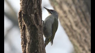 청딱다구리소리#grey-headed woodpecker