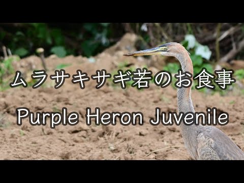 【捕食】ムラサキサギ若のお食事 Purple Heron Juvenile