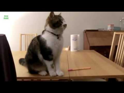 Котики Смешно Сбрасывают Вещи Со Стола!