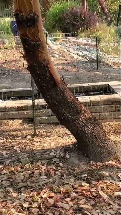 easy-clean-duck-pond-youtube