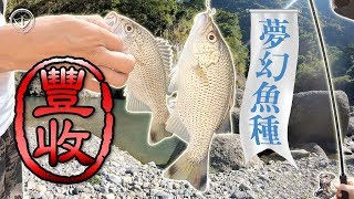 咬成醬夢幻魚都不夢幻了區域限定遠征花東尋找溪流少見「兇猛掠食魚種」 大口湯鯉釣魚旅遊【オオクチユゴイ】【Jungle perch】 #鵝大人 #釣魚 #路亞