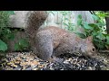 Backyard Squirrels at the Seed Buffet - July 18, 2021