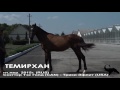 Продажа лошадей конный завод "Sekrekov Stud"