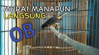 SUARA PANCINGAN MURAI BATU BETINA UNTUK MENAIKAN BIRAHI JANTAN