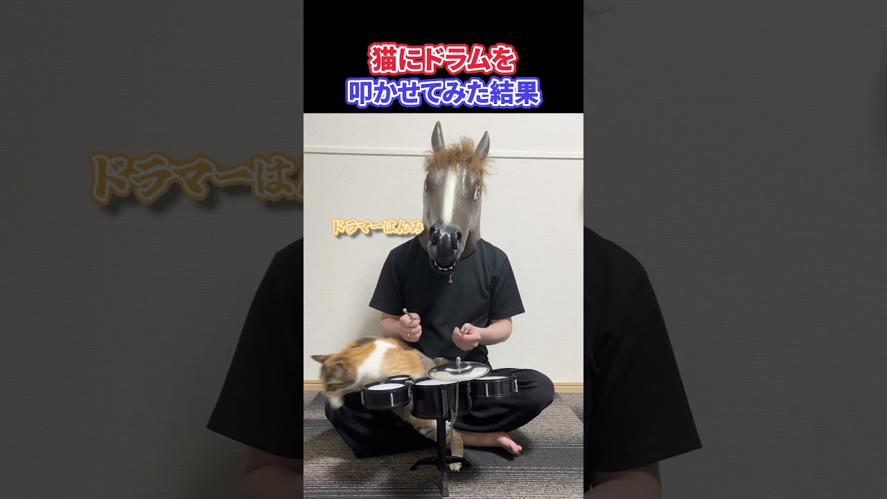 猫にドラムを叩かせてみた結果 #shorts #猫 #猫のいる暮らし