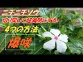 【花】ニチニチソウの育て方・切り戻し