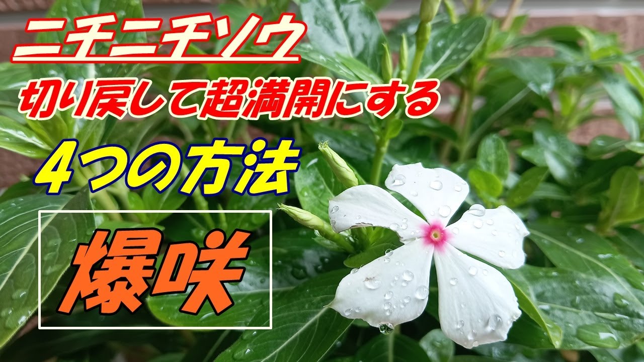 Flowers] How to grow and cut back Madagascar periwinkle - YouTube