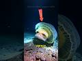 CRIATURAS IMPOSSÍVEIS QUE PARECEM ALIENÍGENAS! #animais #natureza #curiosidades